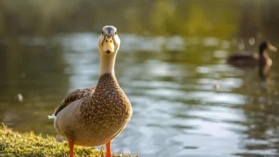 Duck puns