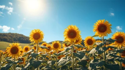 Sunflower puns