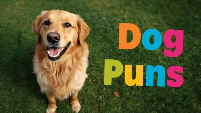 Dog Puns